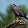 Kane tmava - Buteogallus anthracinus - Common Black Hawk o0170